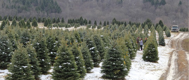 Wholesale Members - Indiana County Christmas Tree Growers | Indiana, PA