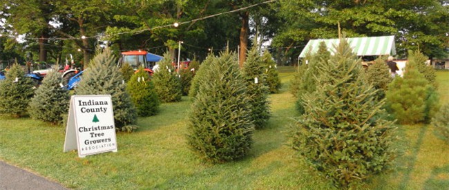 Musser Forest, Inc. - Indiana County Christmas Tree Growers